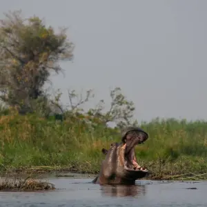 Explore Cape Victoria Discover Tour: 12 Day Kruger Park, Victoria Falls, Chobe, Cape Town for 12 days with HoneyBadger Travel & Tours and discover unforgettable experiences - Photo 3