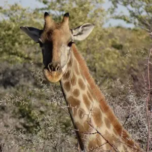 Explore Cape Namibia Route for 12 days with HoneyBadger Travel & Tours and discover unforgettable experiences - Photo 5