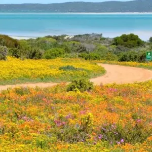 Explore South Africa Flower Safari Namaqualand & West Coast for 3 days with HoneyBadger Travel & Tours and discover unforgettable experiences - Photo 3
