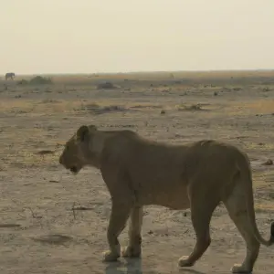 Explore Discover Safari Chobe & Victoria Falls 4 Days & 4 Nights for 4 days with HoneyBadger Travel & Tours and discover unforgettable experiences - Photo 6