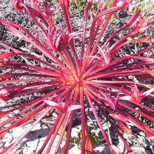 Explore South Africa Flower Safari Namaqualand & West Coast for 3 days with HoneyBadger Travel & Tours and discover unforgettable experiences - Photo 4