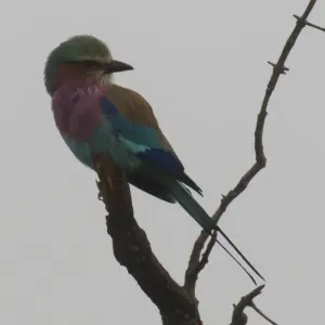 Explore Discover Safari Chobe & Victoria Falls 4 Days & 4 Nights for 4 days with HoneyBadger Travel & Tours and discover unforgettable experiences - Photo 7