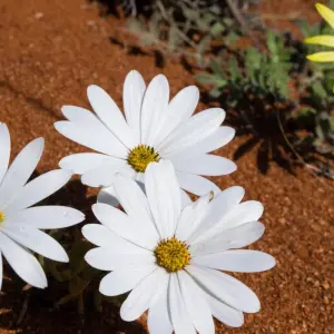 Explore South Africa Flower Safari Namaqualand & West Coast for 3 days with HoneyBadger Travel & Tours and discover unforgettable experiences - Photo 5