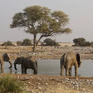 Explore Cape Namibia Route for 12 days with HoneyBadger Travel & Tours and discover unforgettable experiences - Photo 8
