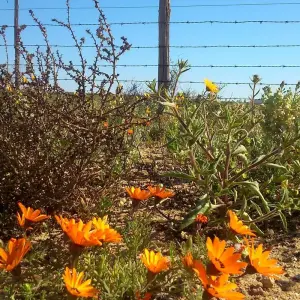 Explore South Africa Flower Safari Namaqualand & West Coast for 3 days with HoneyBadger Travel & Tours and discover unforgettable experiences - Photo 6