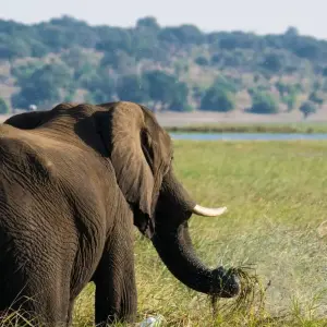 Explore Discover Safari Chobe & Victoria Falls 4 Days & 4 Nights for 4 days with HoneyBadger Travel & Tours and discover unforgettable experiences - Photo 9