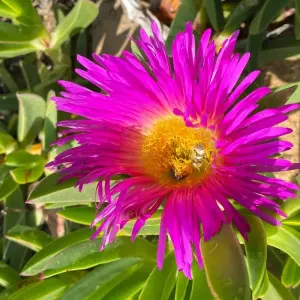 Explore South Africa Flower Safari Namaqualand & West Coast for 3 days with HoneyBadger Travel & Tours and discover unforgettable experiences - Photo 7