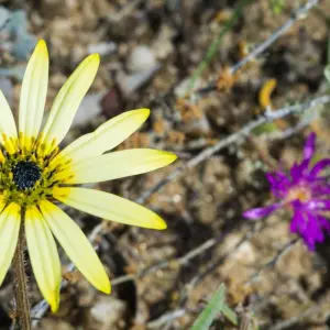 Explore South Africa Flower Safari Namaqualand & West Coast for 3 days with HoneyBadger Travel & Tours and discover unforgettable experiences - Photo 8