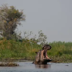 Explore Botswana Grandeur Explorer Tour: Okavango Delta, Chobe National Park, Victoria Falls for 7 days with HoneyBadger Travel & Tours and discover unforgettable experiences - Photo 7