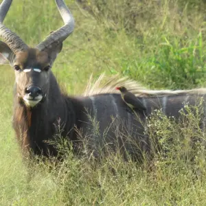 Explore Cape Victoria Discover Tour: 12 Day Kruger Park, Victoria Falls, Chobe, Cape Town for 12 days with HoneyBadger Travel & Tours and discover unforgettable experiences - Photo 10
