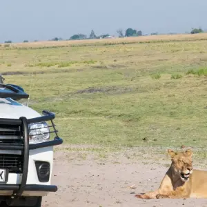 Explore Botswana Grandeur Explorer Tour: Okavango Delta, Chobe National Park, Victoria Falls for 7 days with HoneyBadger Travel & Tours and discover unforgettable experiences - Photo 8