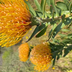 Explore South Africa Flower Safari Namaqualand & West Coast for 3 days with HoneyBadger Travel & Tours and discover unforgettable experiences - Photo 10
