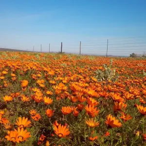 Explore South Africa Flower Safari Namaqualand & West Coast for 3 days with HoneyBadger Travel & Tours and discover unforgettable experiences - Photo 11