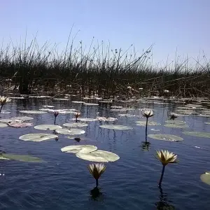 Explore Botswana Grandeur Explorer Tour: Okavango Delta, Chobe National Park, Victoria Falls for 7 days with HoneyBadger Travel & Tours and discover unforgettable experiences - Photo 10