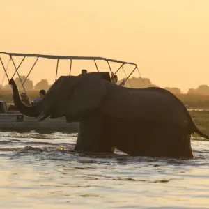 Explore Botswana Grandeur Explorer Tour: Okavango Delta, Chobe National Park, Victoria Falls for 7 days with HoneyBadger Travel & Tours and discover unforgettable experiences - Photo 11