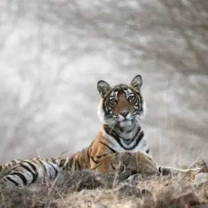Explore North India Tour from Delhi for 19 days with Holidays At and discover unforgettable experiences - Photo 4