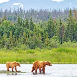 Explore Alaska and British Columbia – Inside Passage, Bears and Aleutian Islands (Northbound) for 18 days with Hurtigruten and discover unforgettable experiences - Photo 6