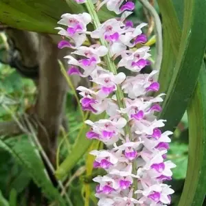 Explore 11-Day Adventure Tour of Northeast India: Wild Orchids Valleys  Tea Gardens and Snow-capped Mountains from Guwahati to Jorhat for 11 days with IHCT Heritage & Adventure  Tours and discover unforgettable experiences - Photo 3