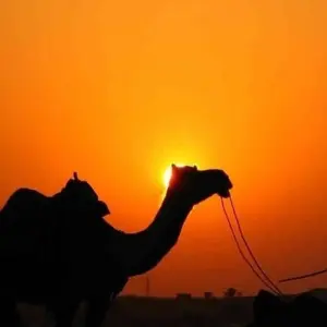 Explore 10-Day Heritage and Cultural Tour of  Colourful South and Central Rajasthan for 10 days with IHCT Heritage & Adventure  Tours and discover unforgettable experiences - Photo 3