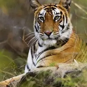 Explore 10-Day Taj Mahal and Khajuraho Tour Covering  Agra, Gwalior, Datia and Orchha: Incredible Central India Sojourn for 10 days with IHCT Heritage & Adventure  Tours and discover unforgettable experiences - Photo 9