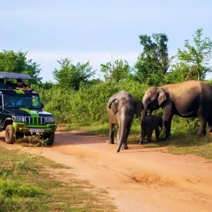 Explore Sri Lanka Experience for 12 days with INTRO Travel and discover unforgettable experiences - Photo 7