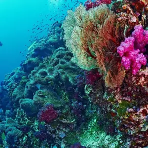 Explore Thai Intro + Dive for 13 days with INTRO Travel and discover unforgettable experiences - Photo 11