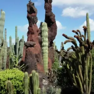 Explore Lanzarote, Land of Volcanoes Self-Guided Cycling Tour for 8 days with IberoCycle Tours and discover unforgettable experiences - Photo 4