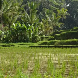 Explore Bali - beach and culture combined in one island for 7 days with Indochina Travels and discover unforgettable experiences - Photo 3