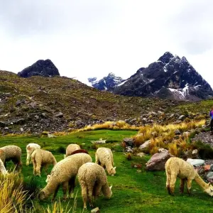 Explore 2 Day Vinincunca Trek: Ausangate, Rainbow Mountain & Red Valley for 2 days with Inkayni Peru Tours and discover unforgettable experiences - Photo 3