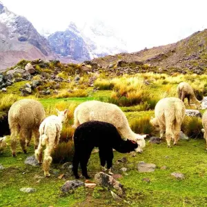 Explore 2 Day Vinincunca Trek: Ausangate, Rainbow Mountain & Red Valley for 2 days with Inkayni Peru Tours and discover unforgettable experiences - Photo 4