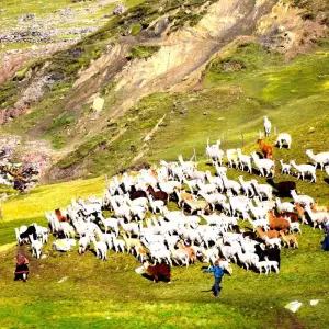 Explore Full Day Rainbow Mountain and Red Valley  – Private Service for 1 days with Inkayni Peru Tours and discover unforgettable experiences - Photo 7