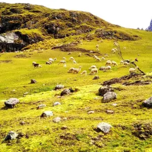 Explore 2 Day Vinincunca Trek: Ausangate, Rainbow Mountain & Red Valley for 2 days with Inkayni Peru Tours and discover unforgettable experiences - Photo 5