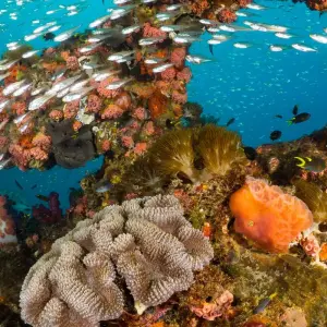 Explore Australia's Hidden Wonders (2026/2027) for 10 days with Inspiring Journeys and discover unforgettable experiences - Photo 3