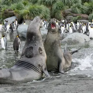 Explore Extraordinary Antarctic route: Weddell Sea Explorer Intensive incl. Helicopter Panorama Flight for 28 days with Inventia and discover unforgettable experiences - Photo 7