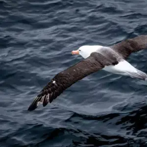 Explore Emperor Penguinds on Snow Hill Island for 11 days with Inventia and discover unforgettable experiences - Photo 3