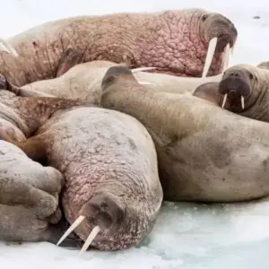 Explore Large Nature and Wildlife Expedition ARound Spitsbergen for 12 days with Inventia and discover unforgettable experiences - Photo 2