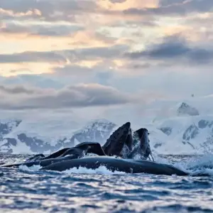 Explore Premium: East Greenland's Northern Lights: Fly and Cruise for 10 days with Inventia and discover unforgettable experiences - Photo 3