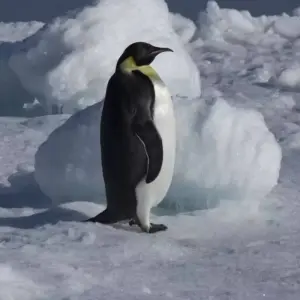 Explore Emperor Penguinds on Snow Hill Island for 11 days with Inventia and discover unforgettable experiences - Photo 9