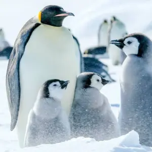 Explore Emperor Penguinds on Snow Hill Island for 11 days with Inventia and discover unforgettable experiences - Photo 10