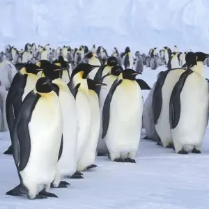Explore Emperor Penguinds on Snow Hill Island for 11 days with Inventia and discover unforgettable experiences - Photo 11
