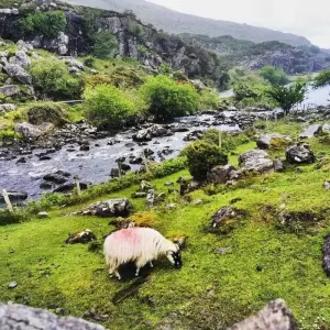 Explore 8 Day Ireland in a Jiffy - Small Group Coach Tour for 8 days with Irish Tours For You and discover unforgettable experiences - Photo 7