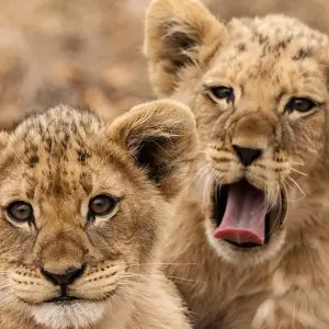 Explore Kruger Lodge Experience for 4 days with Intrepid Travel and discover unforgettable experiences - Photo 4