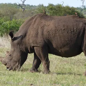 Explore Kruger Lodge Experience for 4 days with Intrepid Travel and discover unforgettable experiences - Photo 5
