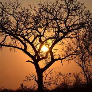 Explore Kruger Lodge Experience for 4 days with Intrepid Travel and discover unforgettable experiences - Photo 6