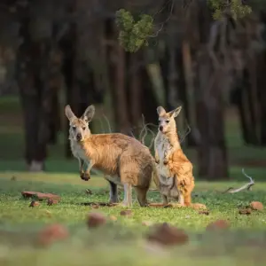 Explore South Australia Outback Adventure (39 destinations) for 10 days with Intrepid Travel and discover unforgettable experiences - Photo 5