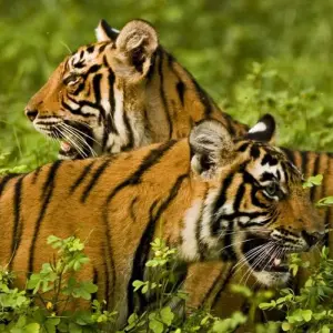 Explore Classic Rajasthan for 15 days with Intrepid Travel and discover unforgettable experiences - Photo 4