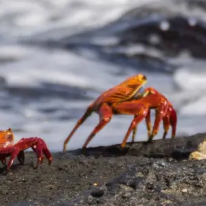 Explore Galapagos Discovery for 9 days with Intrepid Travel and discover unforgettable experiences - Photo 2