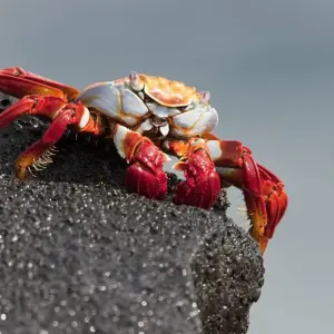 Explore Galapagos Discovery for 9 days with Intrepid Travel and discover unforgettable experiences - Photo 5