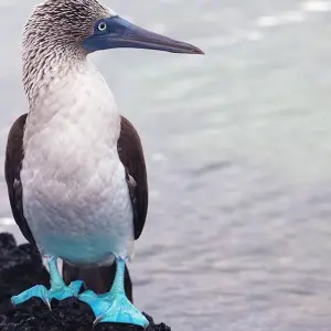 Explore Galapagos Discovery for 9 days with Intrepid Travel and discover unforgettable experiences - Photo 7