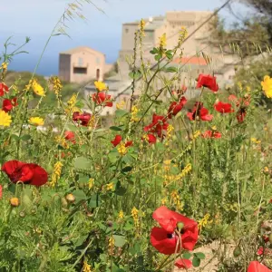 Explore Get to Know Corsica for 8 days with Gebeco and discover unforgettable experiences - Photo 4
